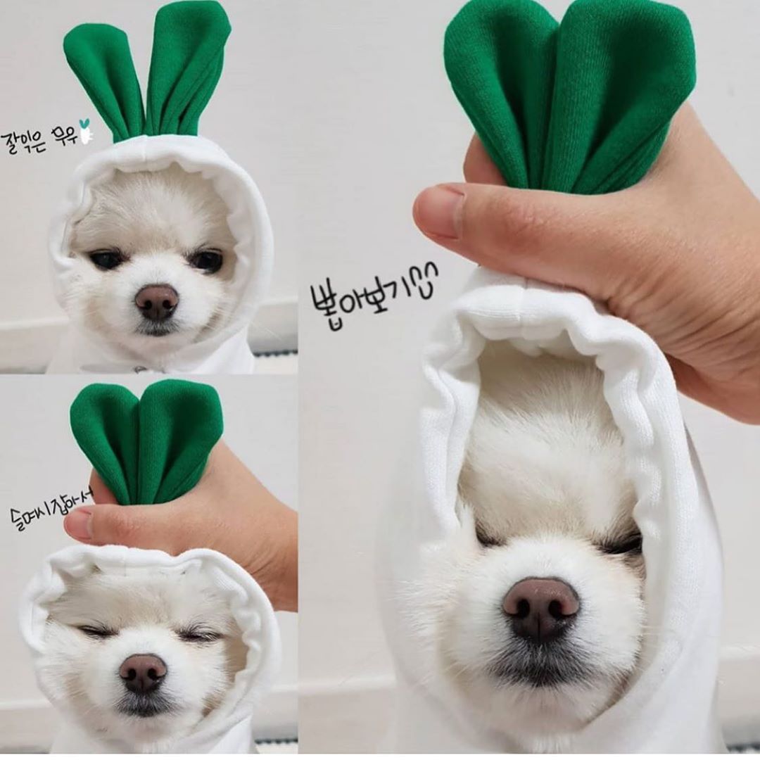 Cute Winter Fleece Pet Hoodies - Best Pet Parcel